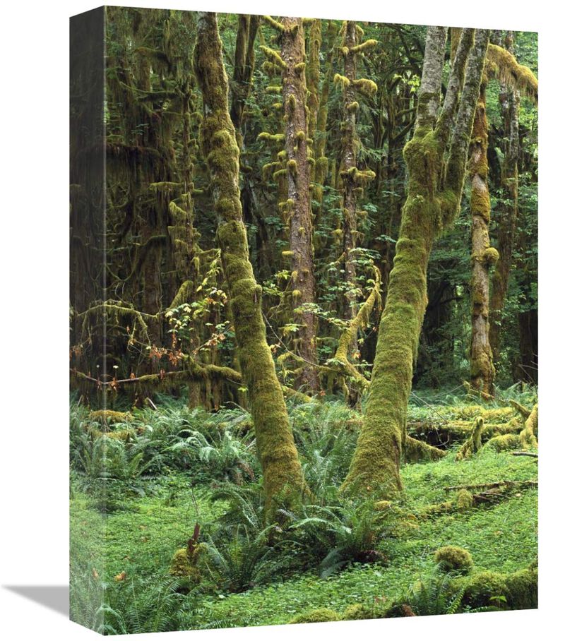 Maple glade, Quinault Rain Forest, Olympic NP, Washington-Canvas Art-12x16