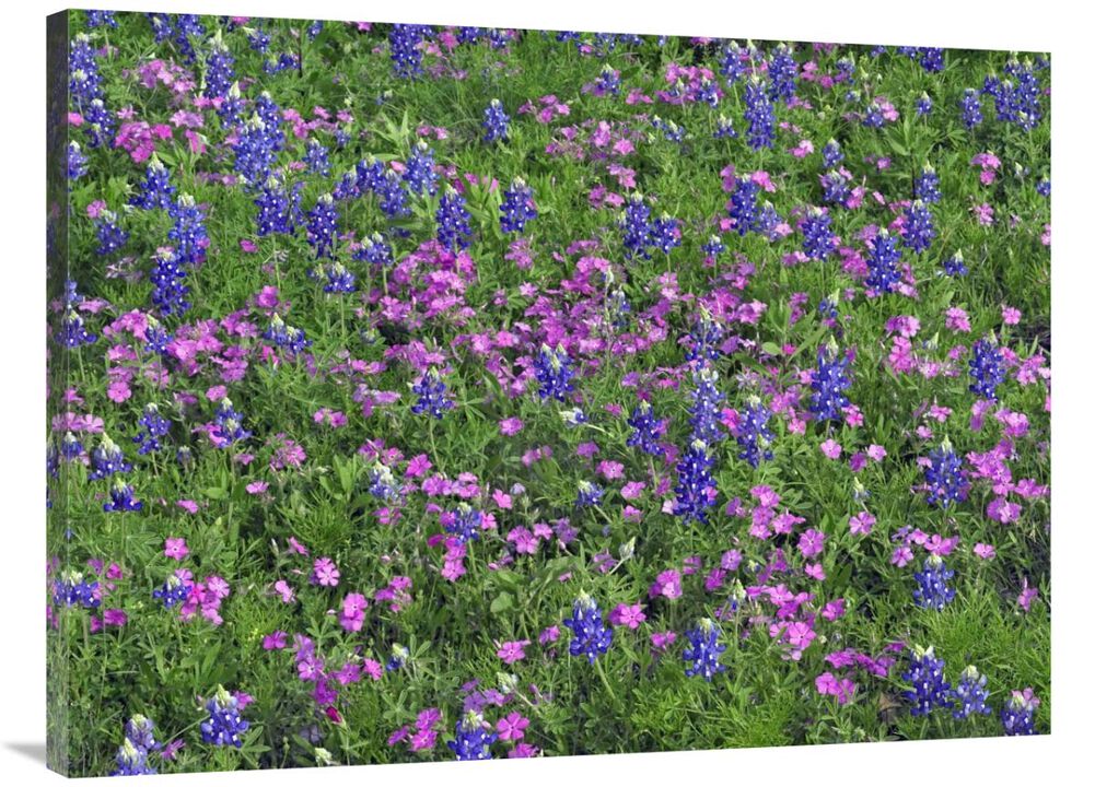 Sand Bluebonnet and Pointed Phlox-Canvas Art-40x30