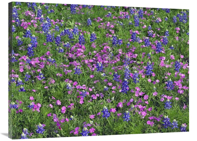 Sand Bluebonnet and Pointed Phlox-Canvas Art-40x30