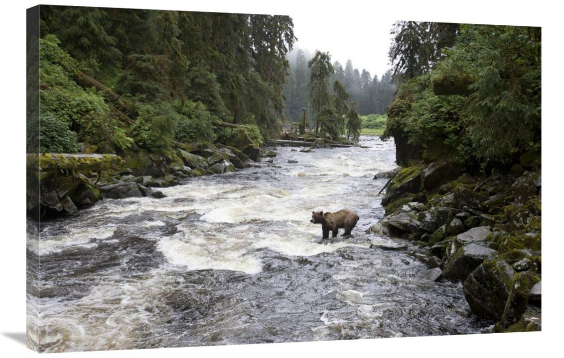 Grizzly Bear fishing along Anan Creek, Tongass National Forest, Alaska-Canvas Art-36x24