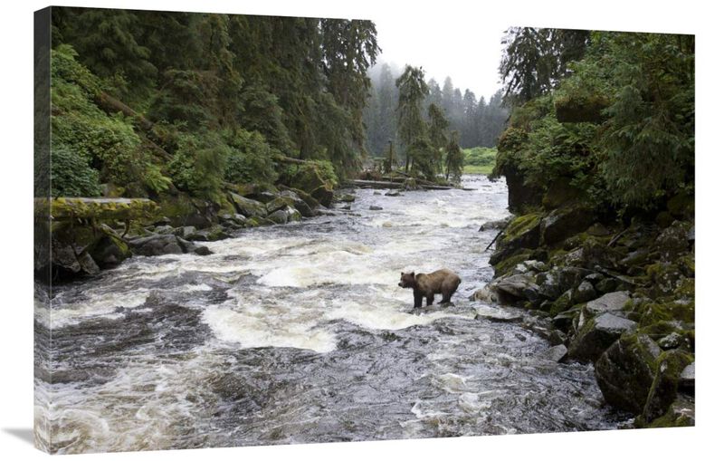 Grizzly Bear fishing along Anan Creek, Tongass National Forest, Alaska-Canvas Art-36x24