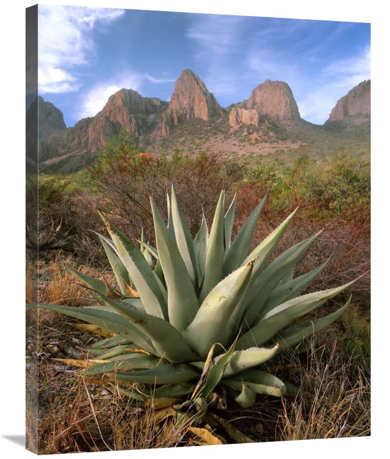 Chisos Agave and the Chisos Mountains, Big Bend National Park, Texas-Canvas Art-24x32