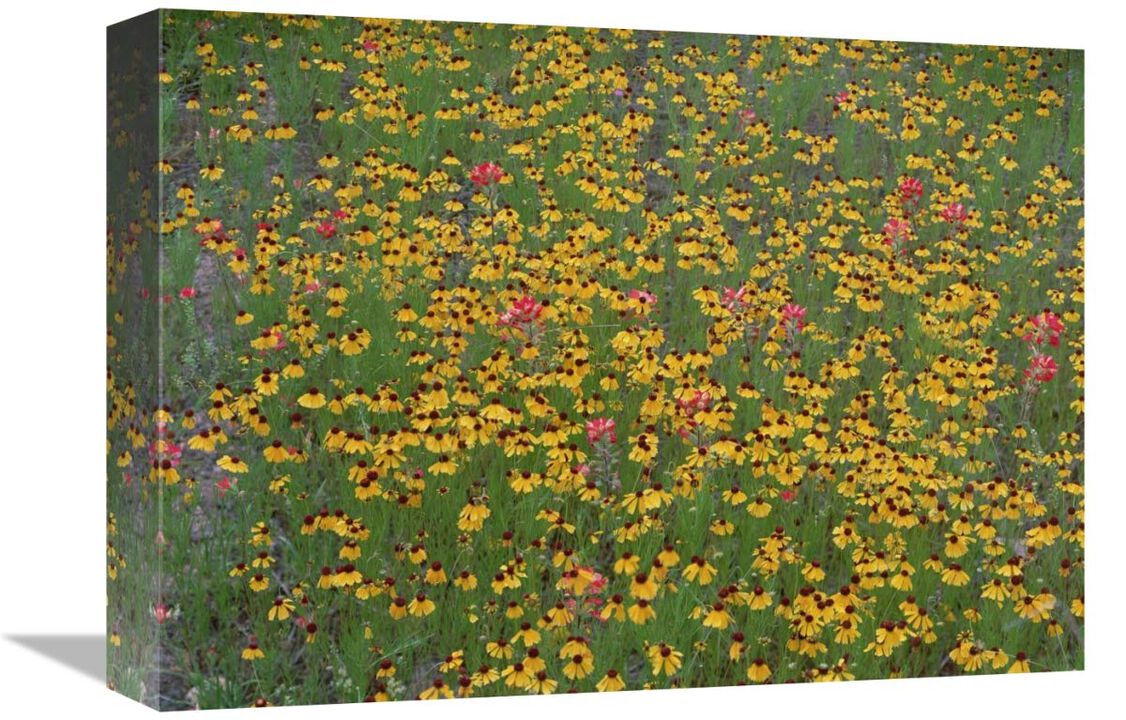 Paintbrush and coreopsis meadow, Hill Country, Texas-Canvas Art-16x12