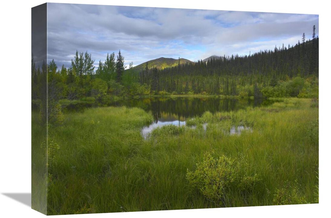 Boreal forest with pond and Antimony Mountain in the background, Ogilvie Mountains, Yukon Territory, Canada-Canvas Art-16x12
