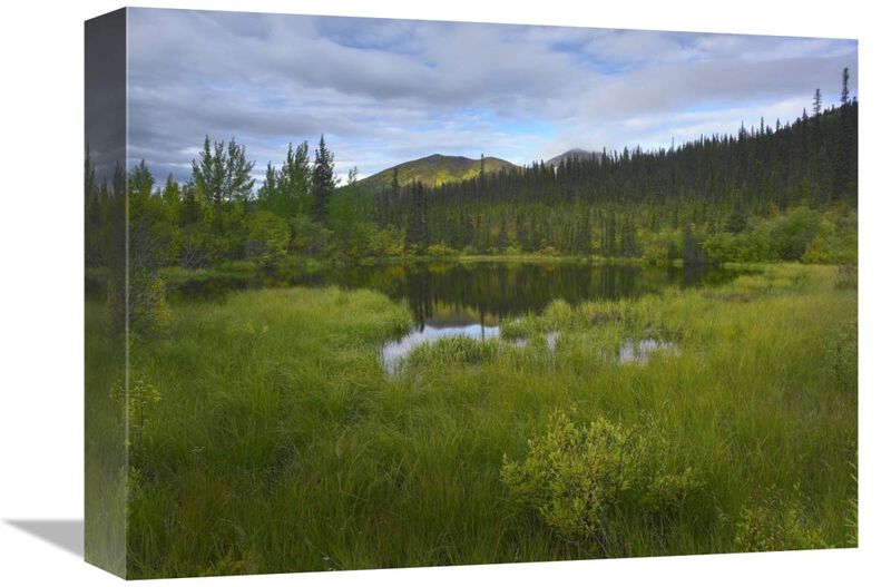 Boreal forest with pond and Antimony Mountain in the background, Ogilvie Mountains, Yukon Territory, Canada-Canvas Art-16x12
