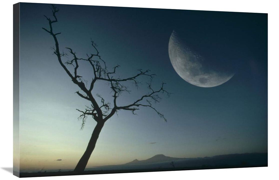 Whistling Thorn and moon, Amboseli National Park, Kenya, East Africa-Canvas Art-36x24