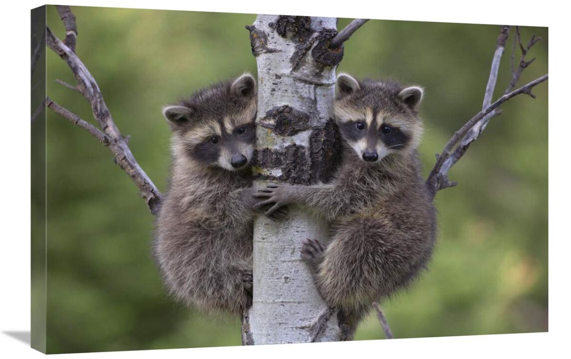 Raccoon two babies climbing tree, North America-Canvas Art-30x20