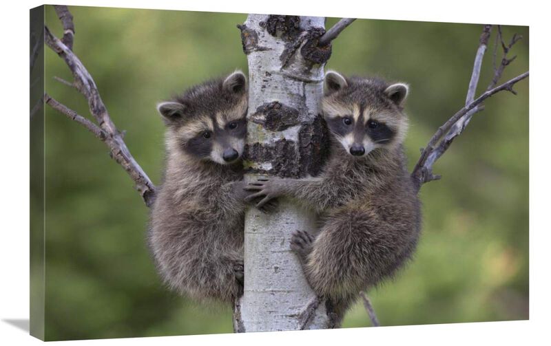 Raccoon two babies climbing tree, North America-Canvas Art-30x20