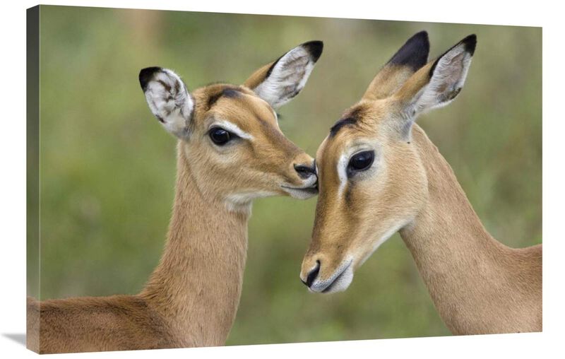 Impala fawn grooming mother, Serengeti National Park, Tanzania-Canvas Art-36x24