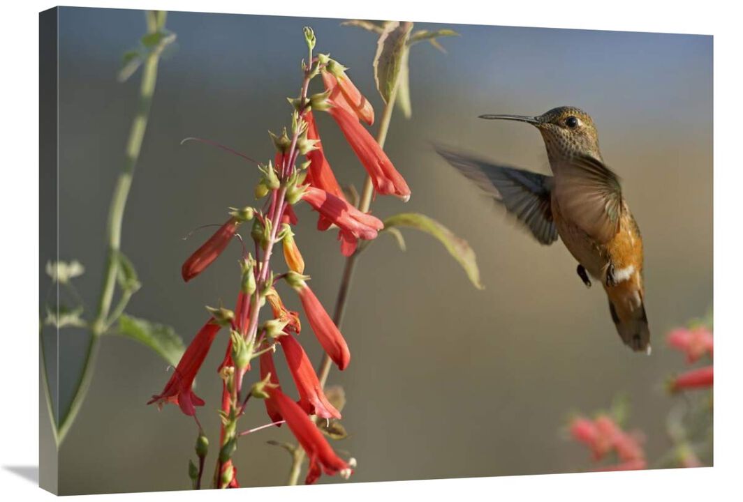 Broad-tailed Hummingbird feeding on flower nectar, Santa Fe, New Mexico-Canvas Art-32x24