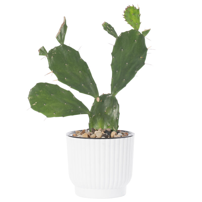White Flower Pot Self Watering Planter, 6 Pack