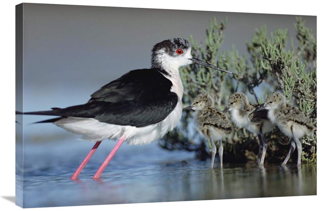 Black-winged Stilt mother with three chicks, Camargue, France-Canvas Art-36x24