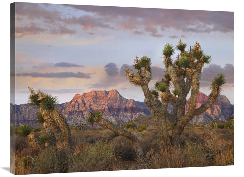 Joshua Tree and Spring Mountains, Red Rock Canyon National Conservation Area, Nevada-Canvas Art-40x30