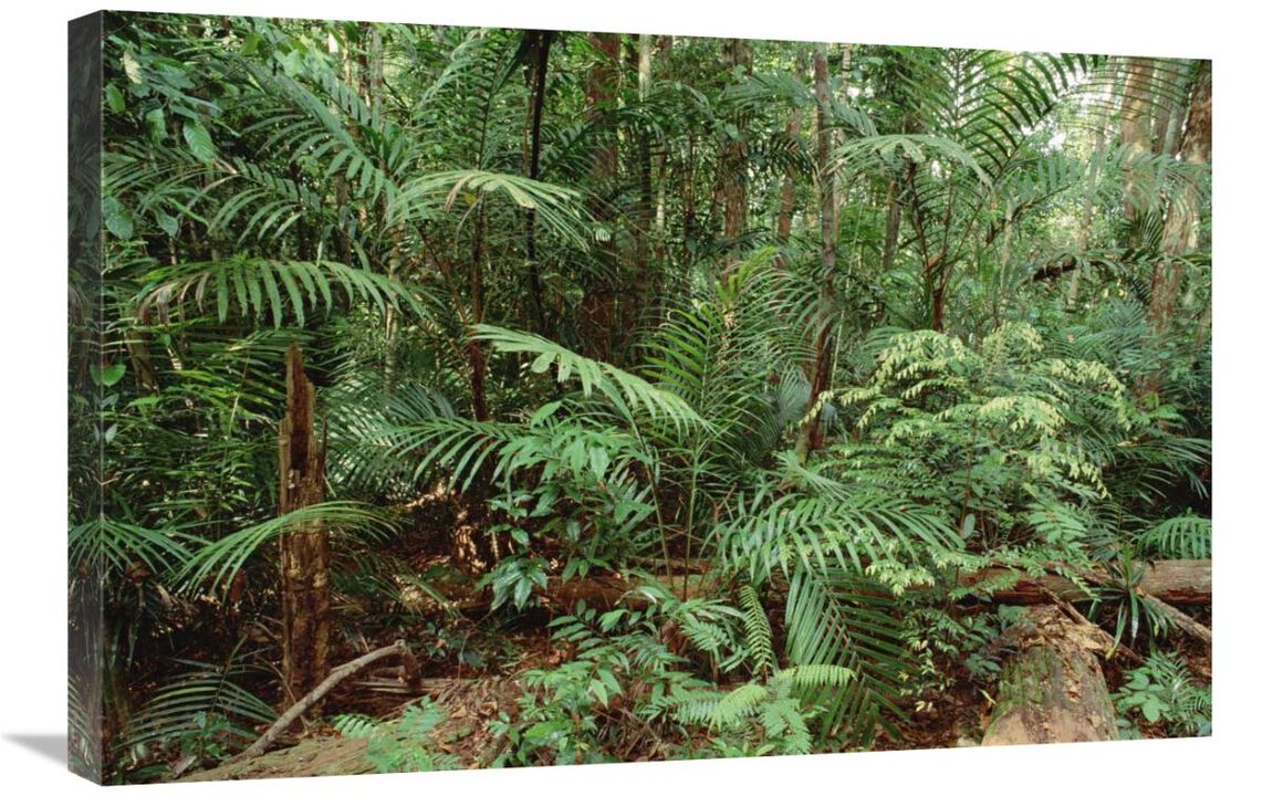 Mixed lowland dipterocarp tropical rainforest interior, Taman Negara National Park, Malaysia-Canvas Art-30x20
