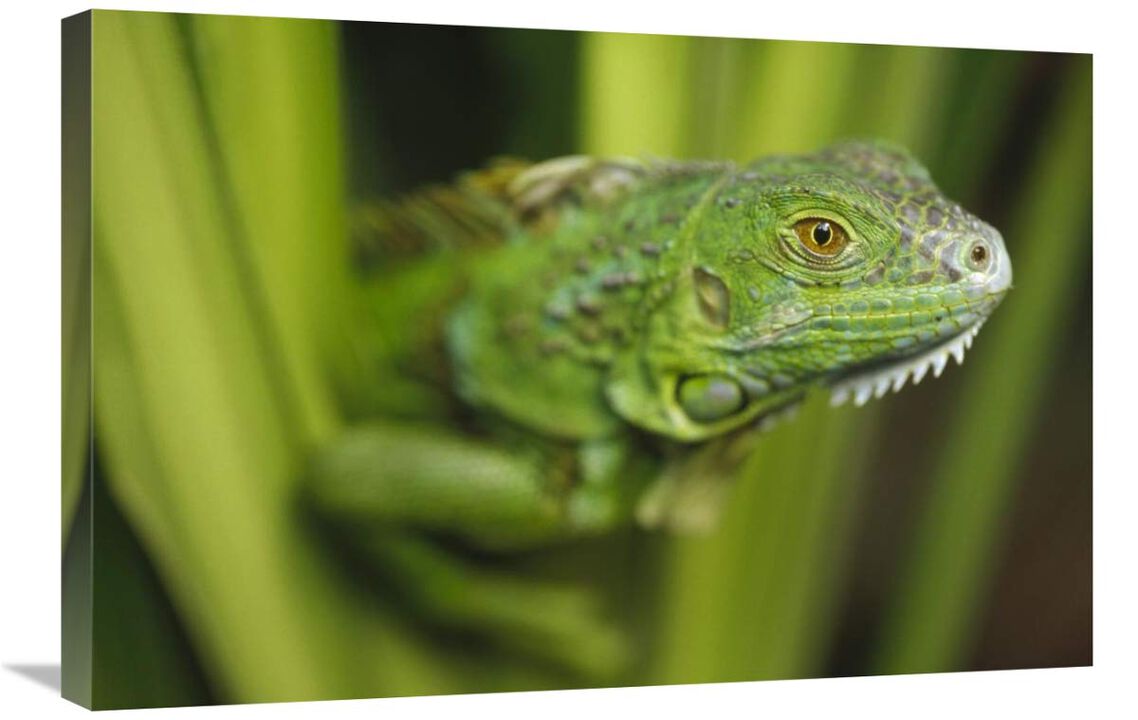 Green Iguana amid green leaves, Roatan Island, Honduras-Canvas Art-30x20