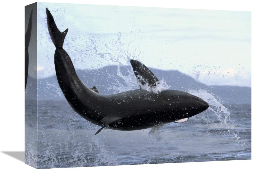 Great White Shark leaping out of water to catch seal, False Bay, South Africa-Canvas Art-16x12