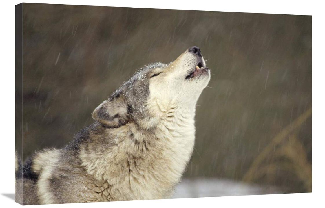 Timber Wolf howling, temperate North America-Canvas Art-36x24