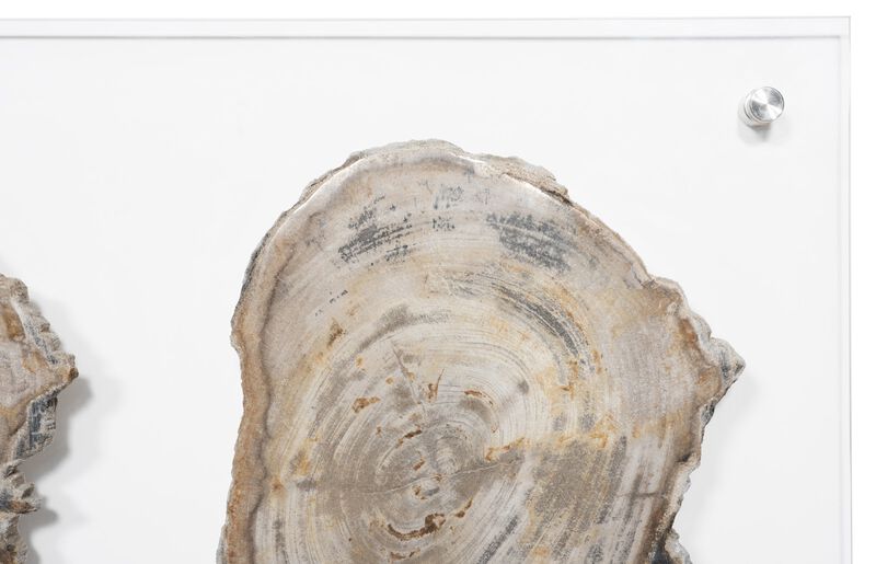 Floating Petrified Wall Art