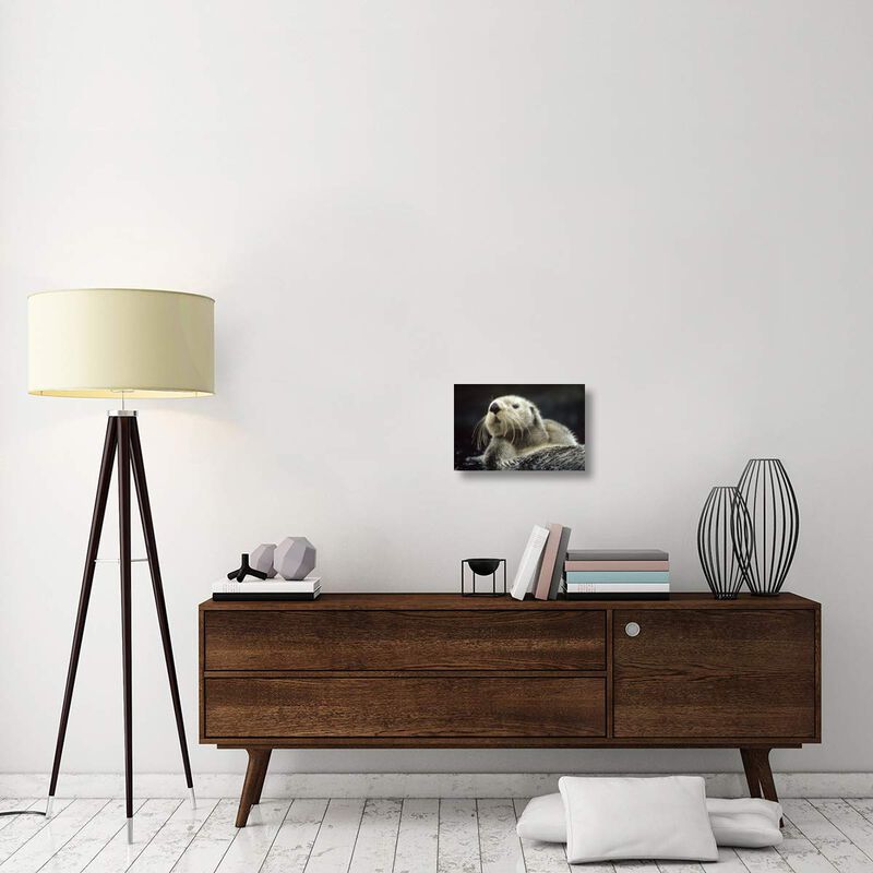 Sea Otter floating in kelp, North America-Canvas Art-18x12