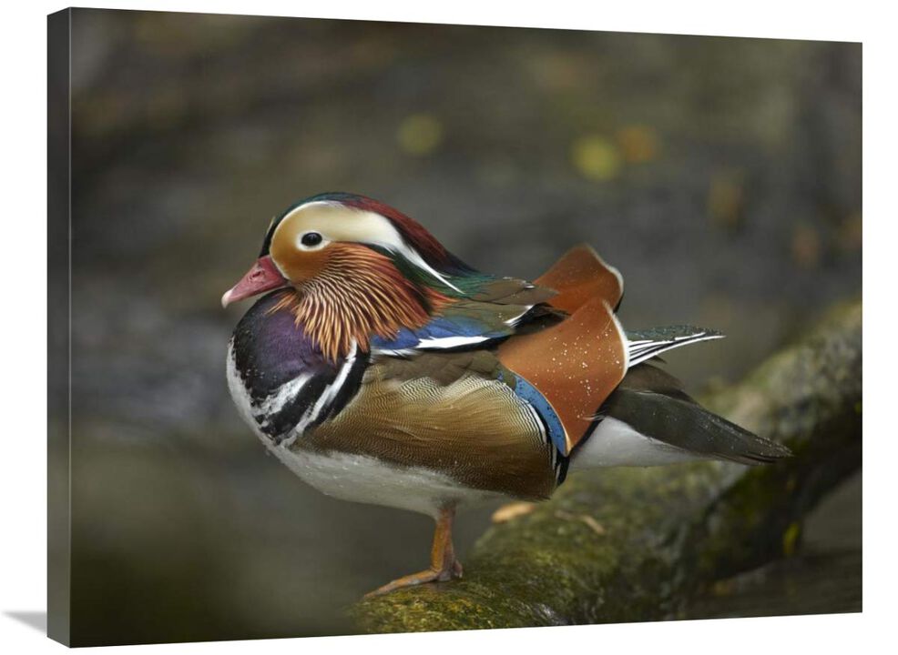 Mandarin Duck male, Jurong Bird Park, Singapore-Canvas Art-32x24