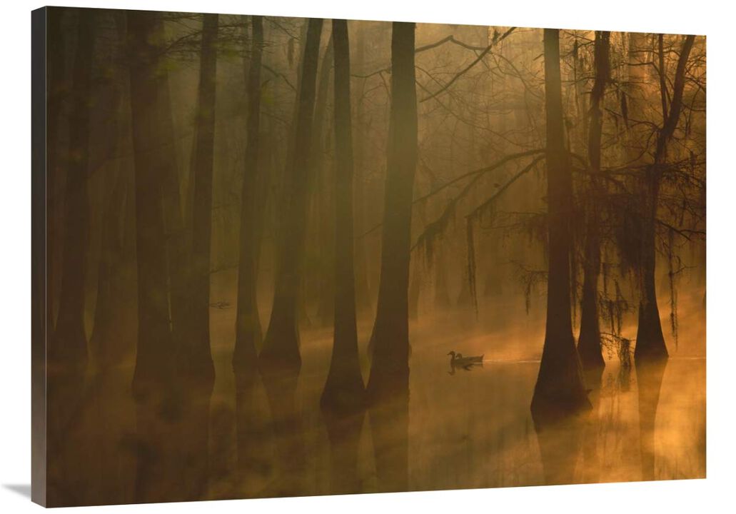 Mallard pair in Cypress swamp, Calcasieu River, Lake Charles, Louisiana-Canvas Art-40x30