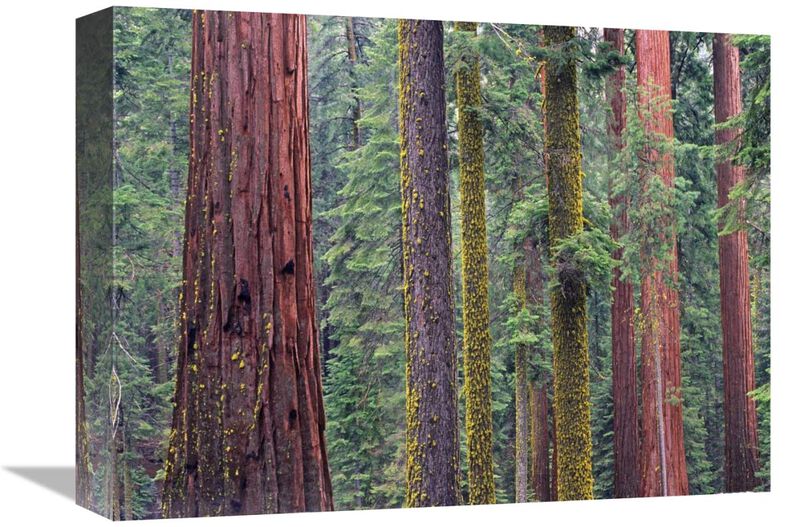 Coast Redwood trees, Mariposa Grove, Yosemite National Park, California-Canvas Art-16x12