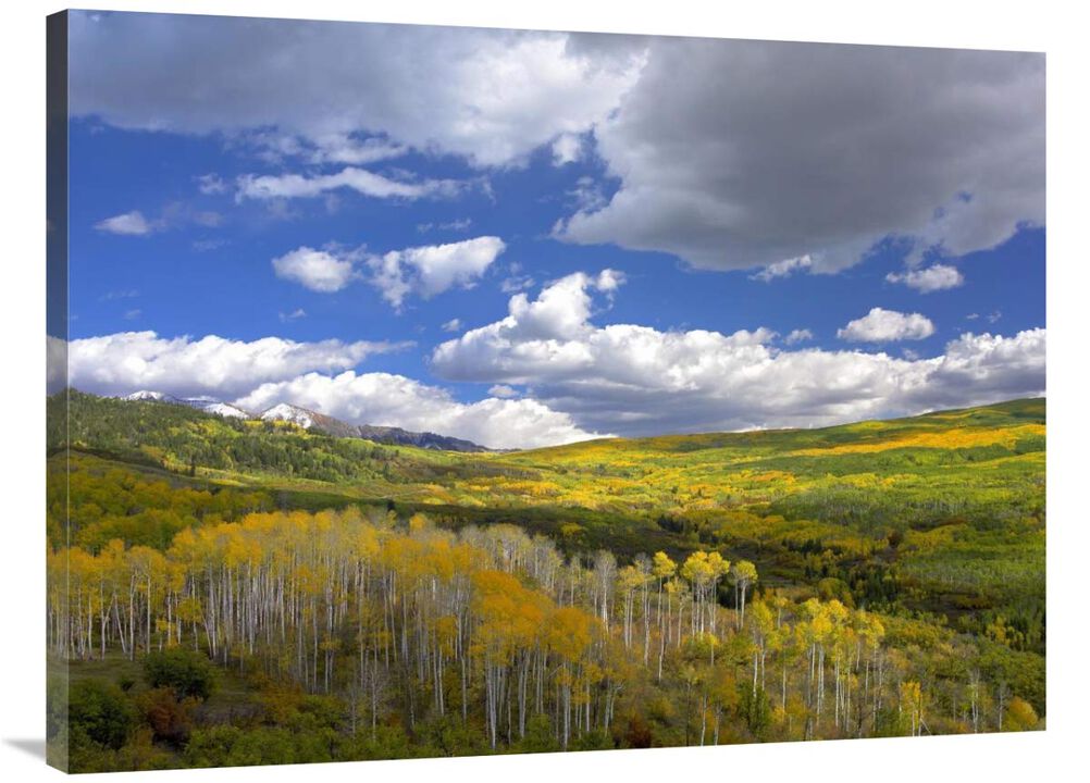Gunnison National Forest in fall, Colorado-Canvas Art-40x30