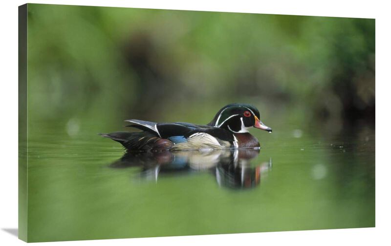 Wood Duck male portrait, British Columbia, Canada-Canvas Art-36x24