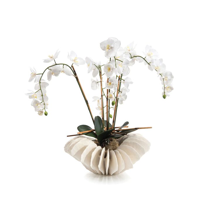 Sea Coral Orchids