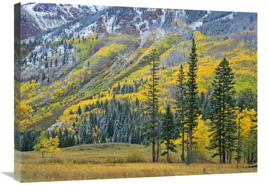 Aspen grove in fall colors, Maroon Bells, Snowmass Wilderness, Colorado-Canvas Art-32x24