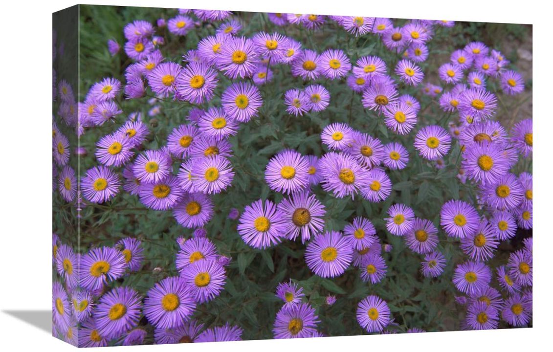 Smooth Aster plant in full summer bloom, Colorado-Canvas Art-16x12