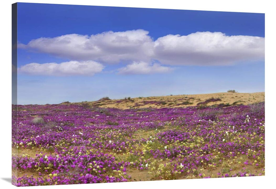 Sand Verbena carpeting the ground, Imperial Sand Dunes, California-Canvas Art-40x28.4