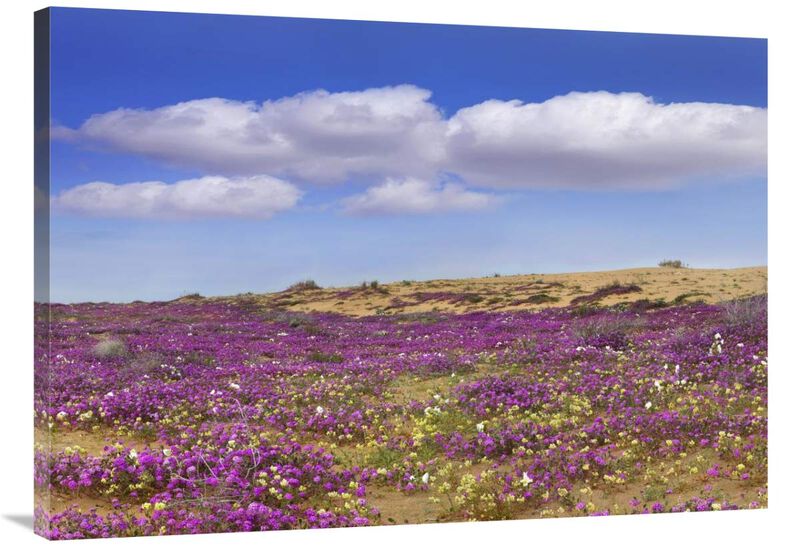 Sand Verbena carpeting the ground, Imperial Sand Dunes, California-Canvas Art-40x28.4