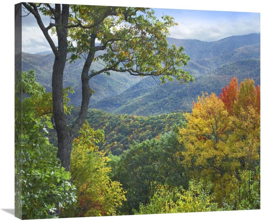 Deciduous forest in autumn, Blue Ridge Parkway, North Carolina-Canvas Art-30x26.4