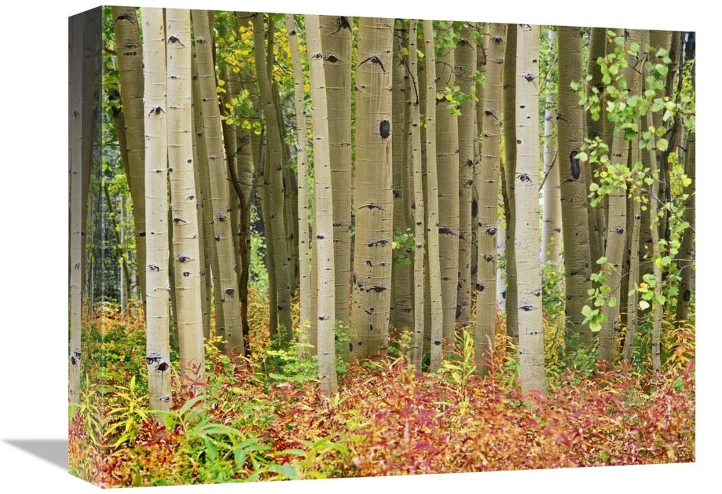 Aspen trees and Fireweed, Collegiate Peaks Wilderness Area, Colorado-Canvas Art-16x12
