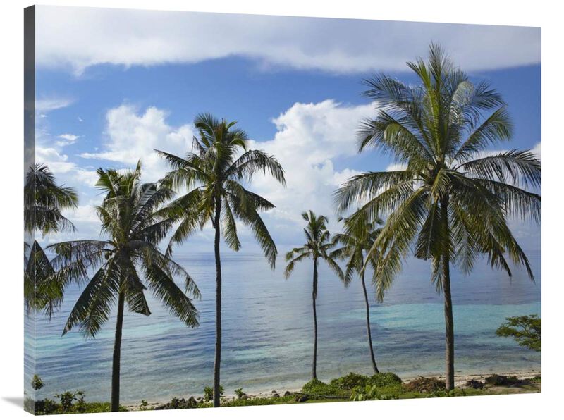 Coconut Palm trees, Bikini Beach, Panglao Island, Philippines-Canvas Art-40x30