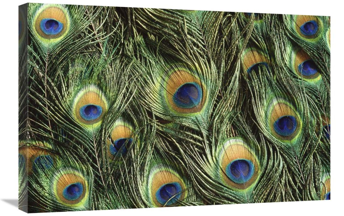 Indian Peafowl display feathers, native to India and southeast Asia-Canvas Art-30x20