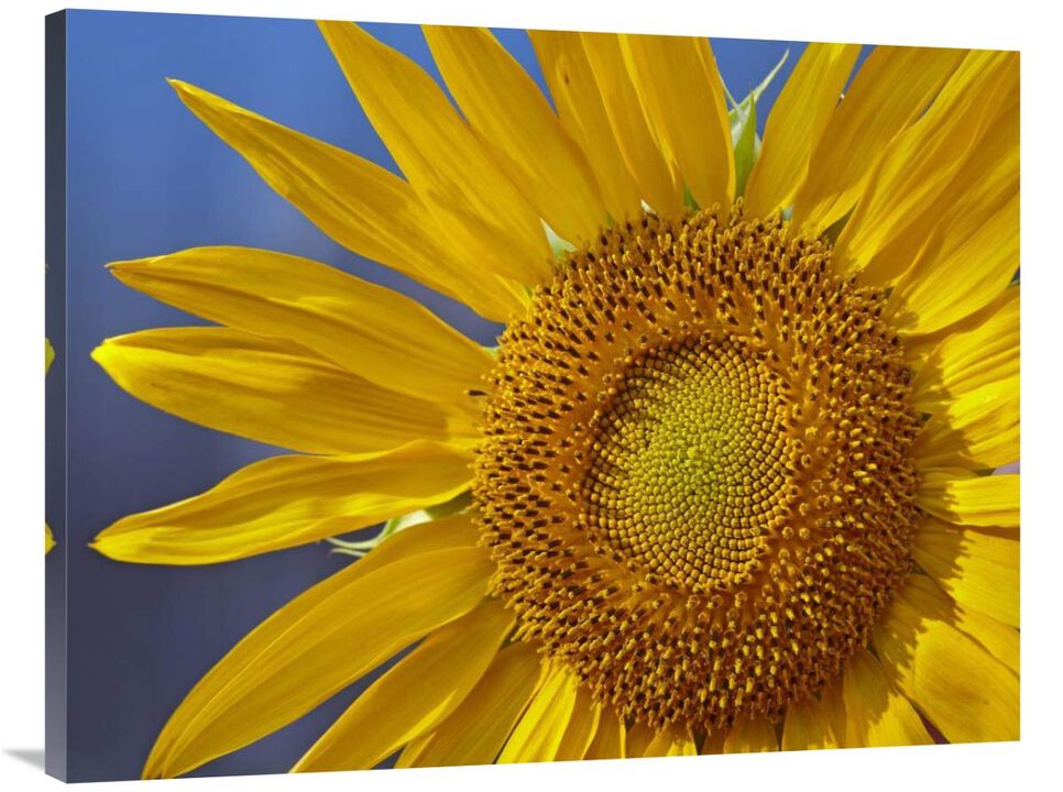 Common Sunflower flower, North America-Canvas Art-40x30
