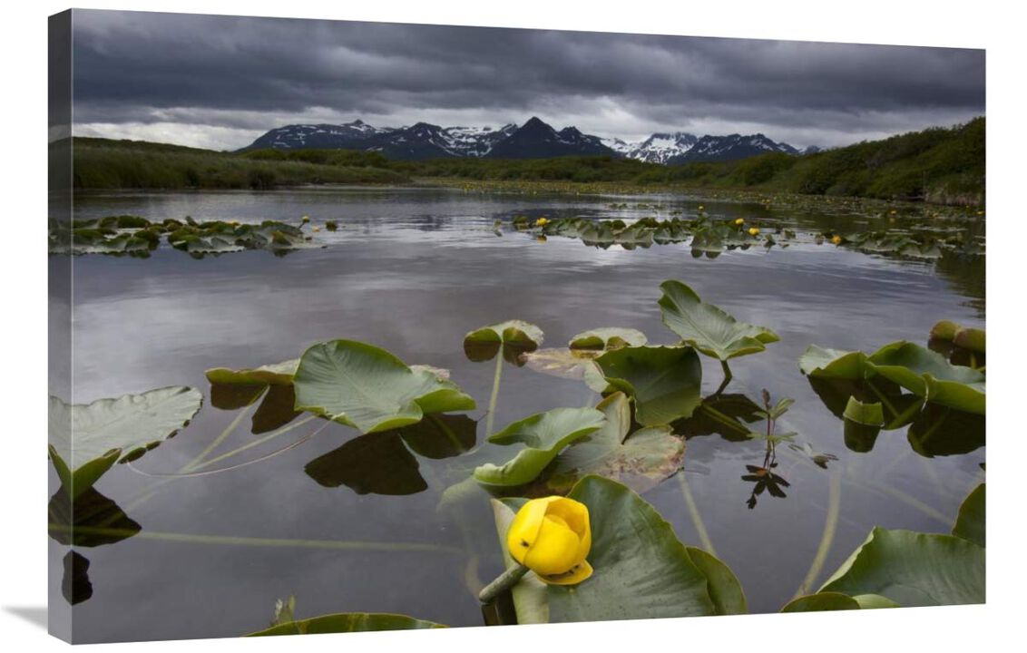 European Yellow Pondlily on pond with overcast sky, Katmai National Park, Alaska-Canvas Art-36x24