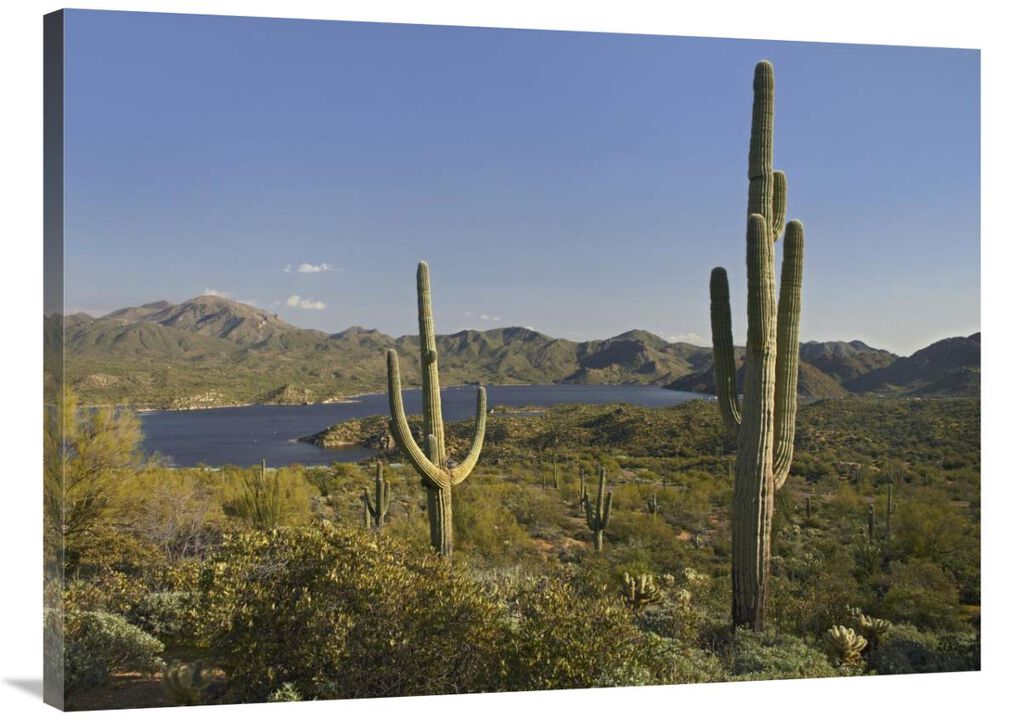 Saguaro cactus at Bartlett Lake, Arizona-Canvas Art-40x30