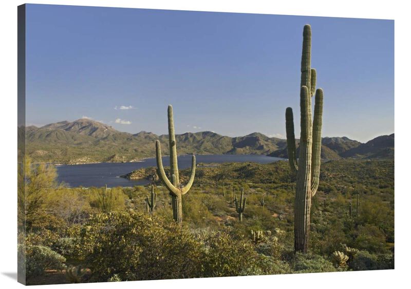 Saguaro cactus at Bartlett Lake, Arizona-Canvas Art-40x30