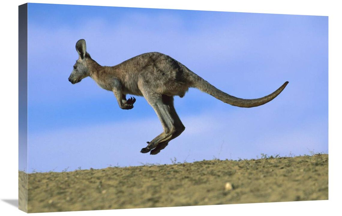 Wallaroo or Euro Kangaroo hopping, Sturt National Park, New South Wales, Australia-Canvas Art-30x20