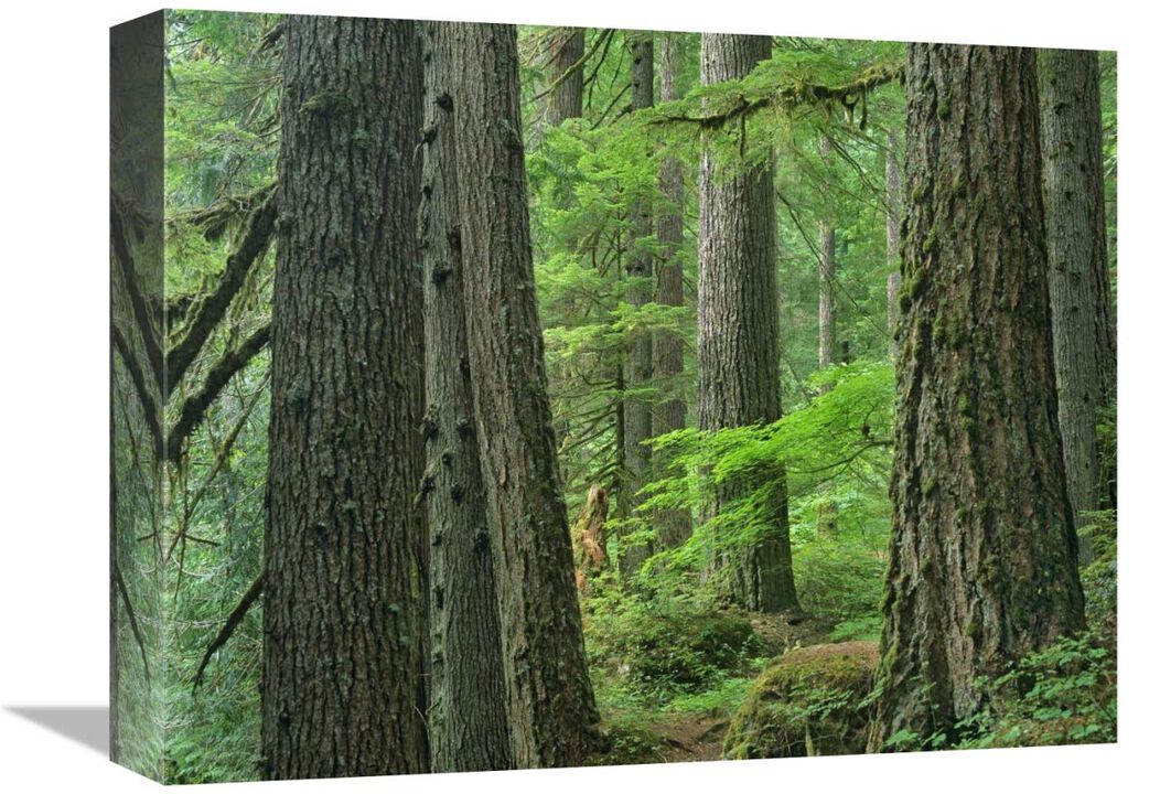 Old growth forest of Western Red Cedar Grove of the Patriarchs, Mount Rainier National Park, Washington-Canvas Art-16x12