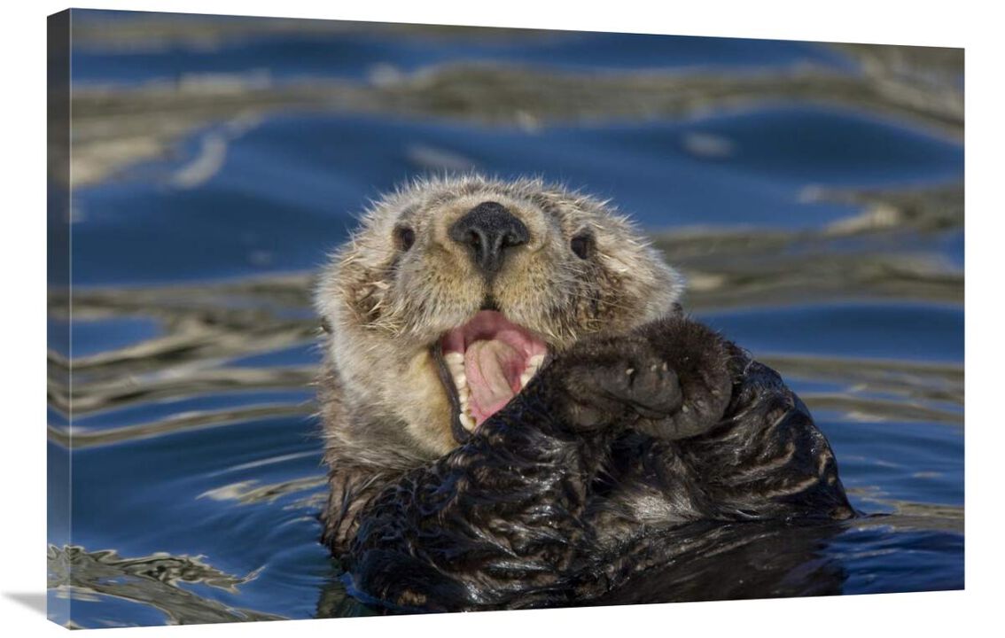 Sea Otter yawning, Monterey Bay, California-Canvas Art-36x24