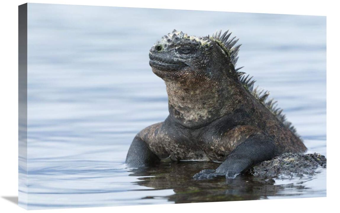 Marine Iguana on rock in shallow water, Galapagos Islands, Ecuador-Canvas Art-30x20