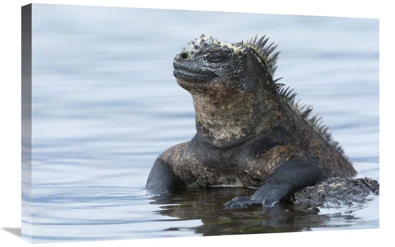 Marine Iguana on rock in shallow water, Galapagos Islands, Ecuador-Canvas Art-30x20