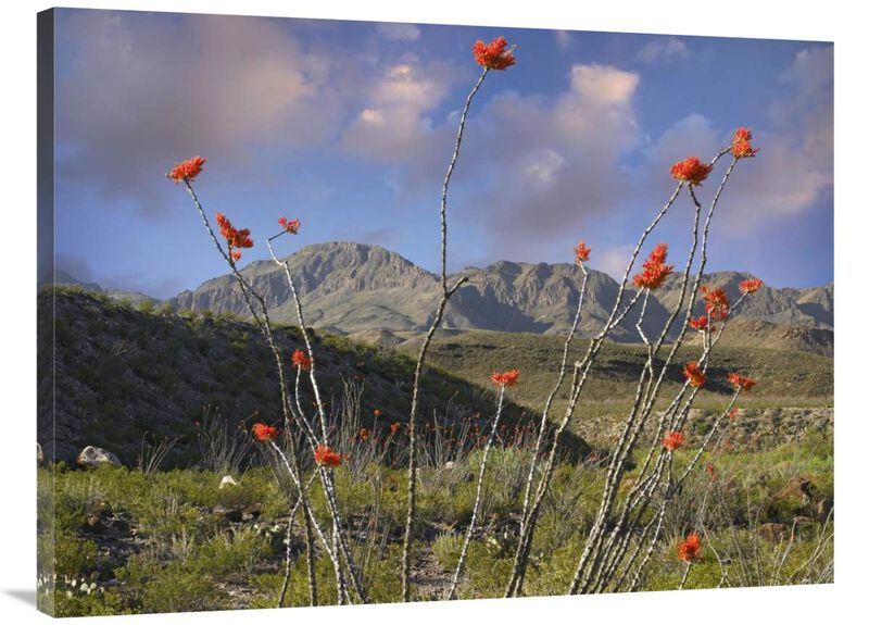 Ocotillo Big Bend Ranch State Park, Chihuahuan Desert, Texas-Canvas Art-40x30