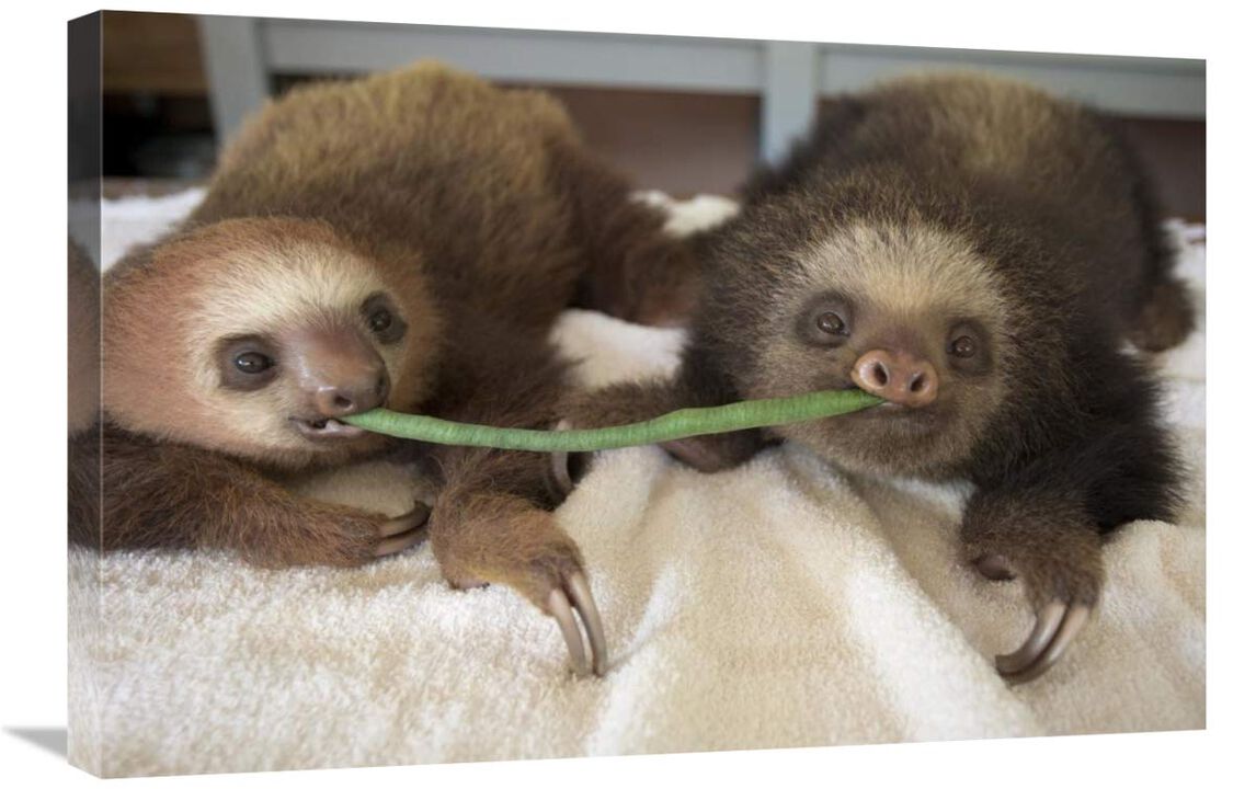 Hoffmanns Two-toed Sloth orphaned babies sharing string bean, Aviarios Sloth Sanctuary, Costa Rica-Canvas Art-30x20