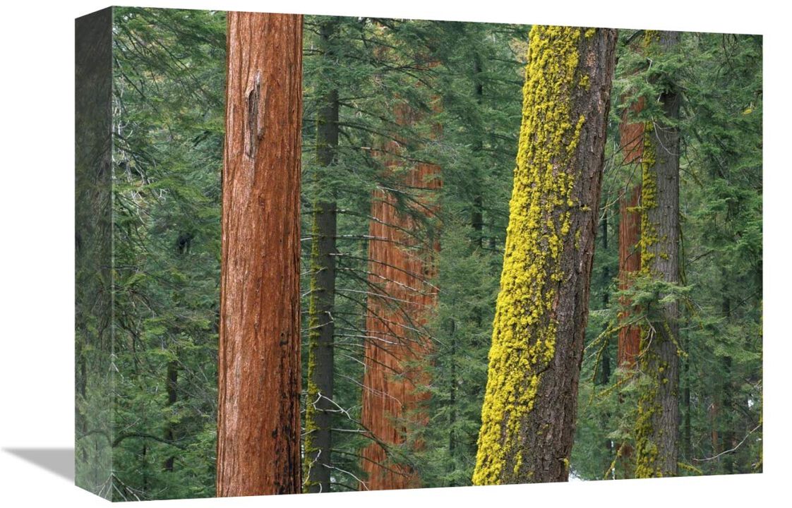 Giant Sequoia trees in Grant Grove, Sequoia National Park, California-Canvas Art-16x12