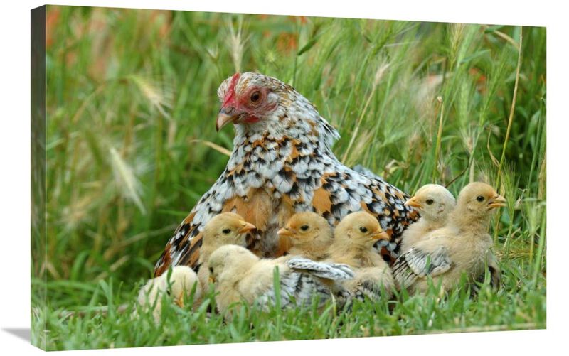Fowl with chicks-Canvas Art-30x20